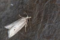 Ditula joannisiana