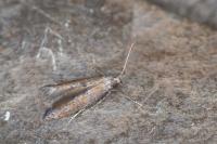 Ochromolopis staintonellus