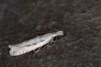 Dichomeris helianthemi
