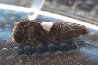 Pammene spiniana