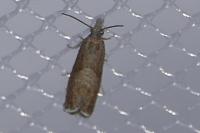 Dichrorampha acuminatana