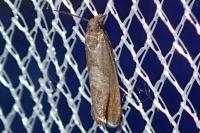 Dichrorampha acuminatana