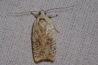 Agonopterix nervosa