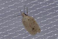 Agonopterix kaekeritziana