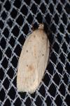 Agonopterix kaekeritziana