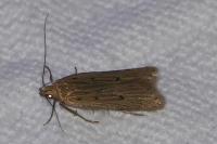 Acompsia antirrhinella/tripunctella