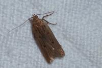 Acompsia antirrhinella/tripunctella