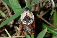 Acleris variegana