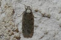 Depressaria