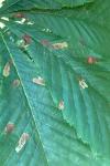 Cameraria ohridella