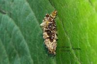 Dahlica triquetrella