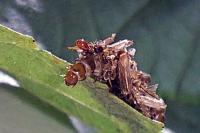 Dahlica triquetrella