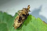 Dahlica triquetrella