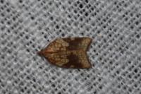 Acleris rhombana