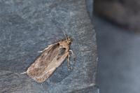 Depressaria pseudobadiella