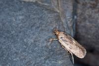 Depressaria pseudobadiella