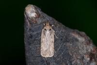 Depressaria pseudobadiella