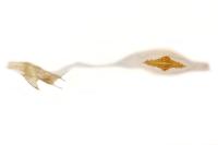 Depressaria pseudobadiella