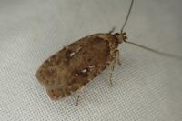Agonopterix ciliella/heracliana