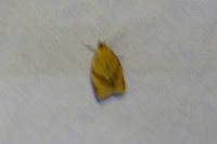 Clepsis consimilana