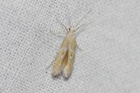 Ptocheuusa paupella