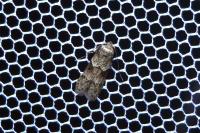 Blastobasis glandulella