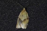 Clepsis consimilana