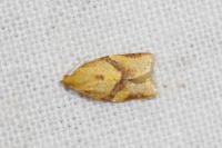 Clepsis consimilana