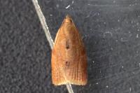 Clepsis consimilana
