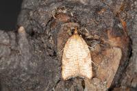 Acleris rhombana