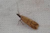 Dichomeris acuminata