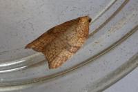Acleris rhombana