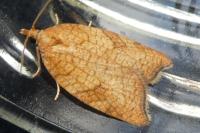 Acleris rhombana