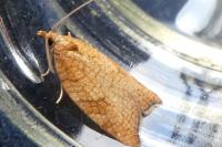 Acleris rhombana