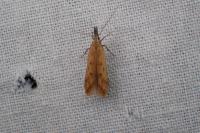 Dichomeris acuminata