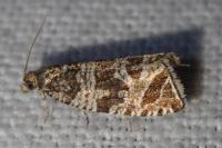Celypha rivulana