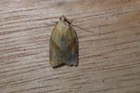Clepsis consimilana