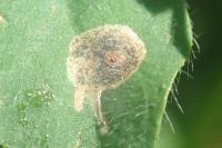 Leucoptera lotella