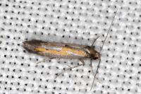 Ochromolopis ictella