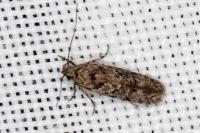 Carpatolechia decorella