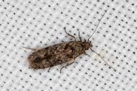 Carpatolechia decorella