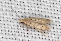 Oxypteryx nigromaculella