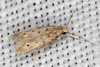 Oxypteryx nigromaculella
