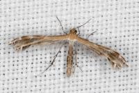 Stangeia siceliota
