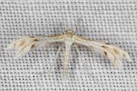 Wheeleria spilodactyla