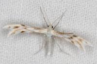 Wheeleria spilodactyla