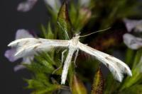 Wheeleria spilodactyla