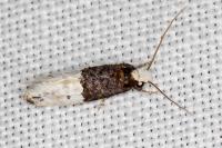 Trichophaga bipartitella