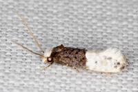 Trichophaga bipartitella