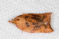 Acleris rhombana